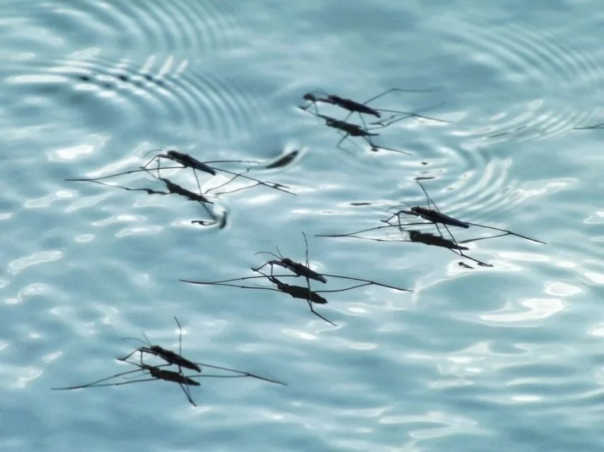 eliminar-mosquitos-agua-estancada