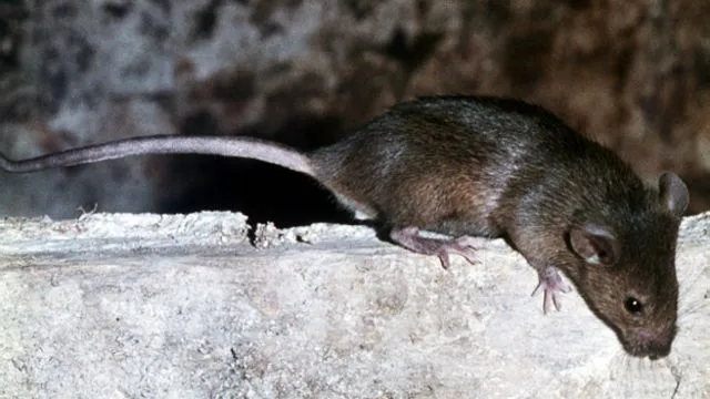 ratas