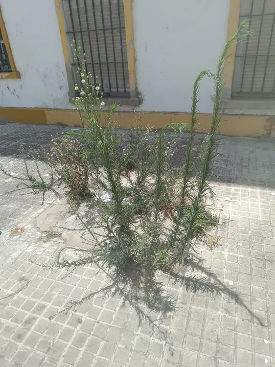 BARRIADA DE LA VID (1)
