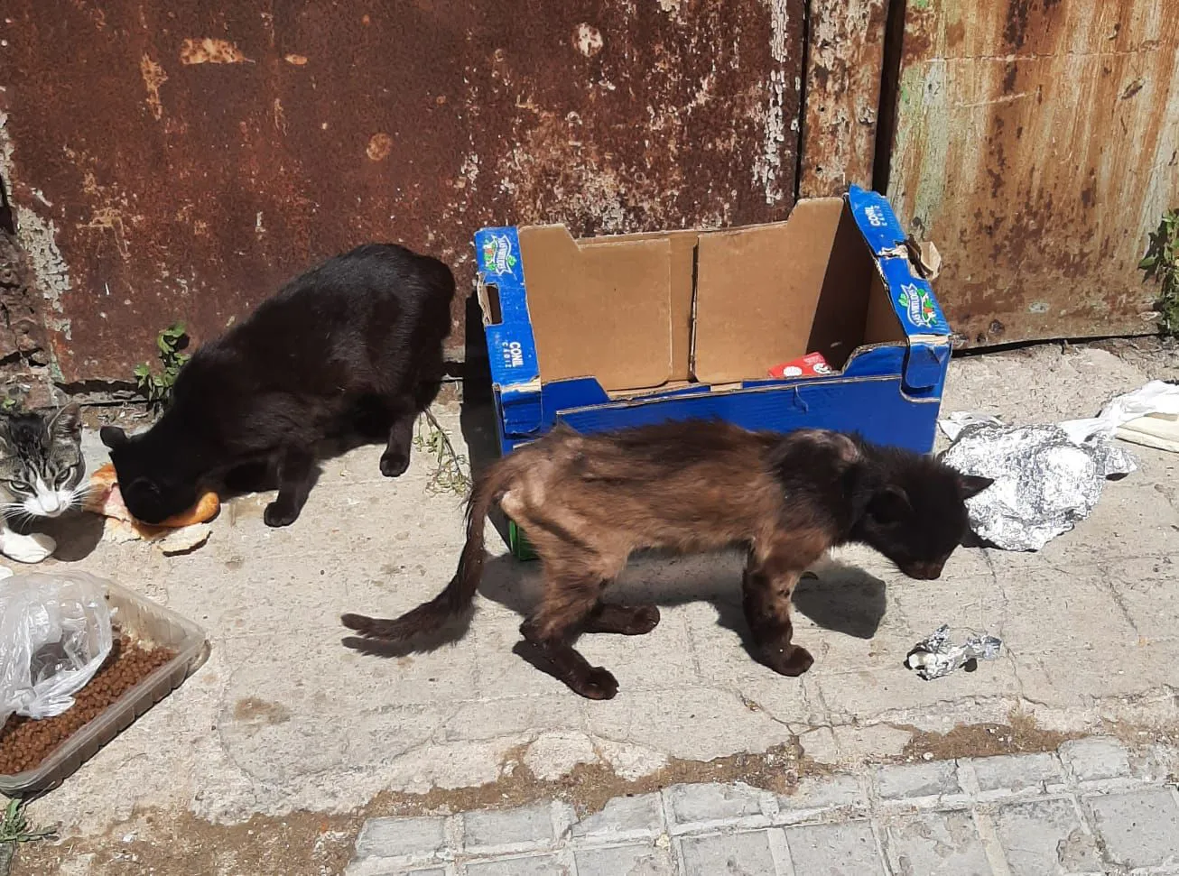 Colonia Felina